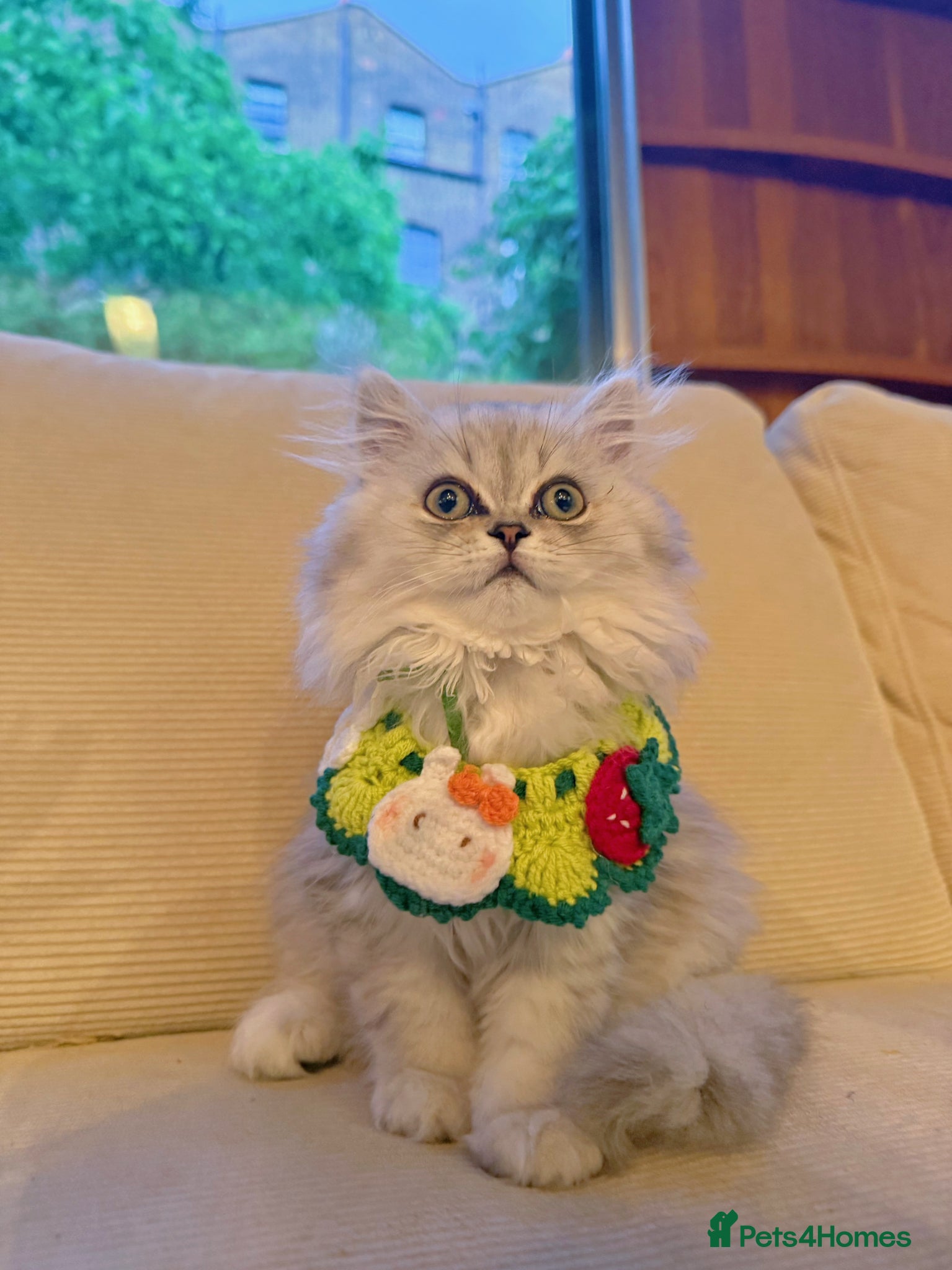 British Longhair cats for sale: Gorgeous pedigree BLH with exceptional temperament - Advert 4