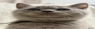 brow collar boy