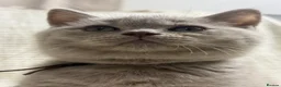 British Shorthair cats for sale: no deposit! VERY CUDDLY/LAP 100% Pure CHAMPIONS - Advert 13