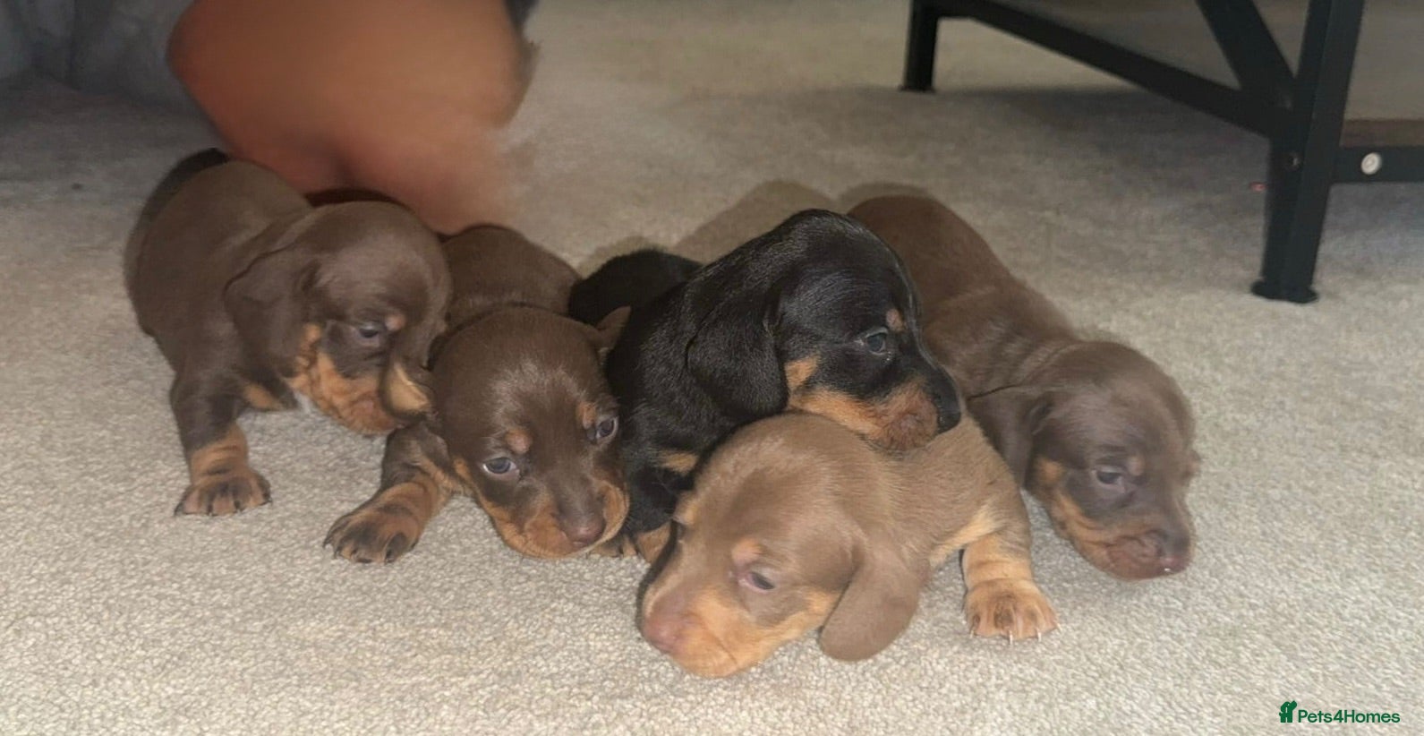 Miniature Dachshund dogs 2 week old  - Advert 6