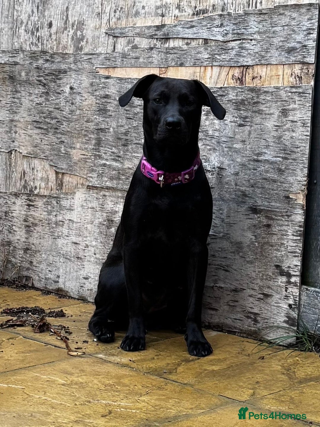 Labrador Retriever dogs for sale: Beautiful littler of 6 labs  - Image 2