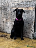 Labrador Retriever dogs - Advert 4
