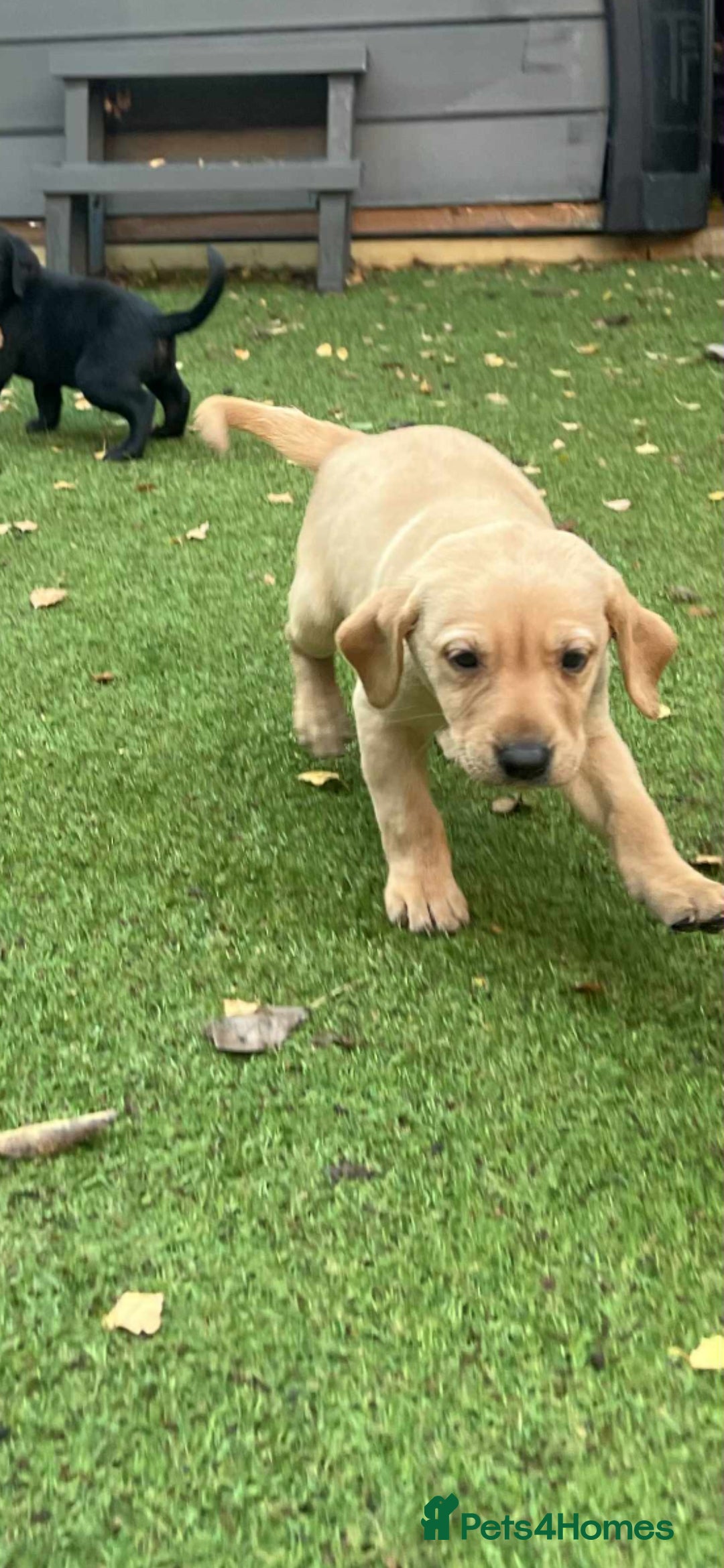 Labrador Retriever dogs for sale: Beautiful Labradors. Ready to go! - Advert 12