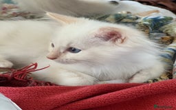 Ragdoll cats for sale: Tortie Lynx Flame Lynx pedigree Ragdolls - Image 15