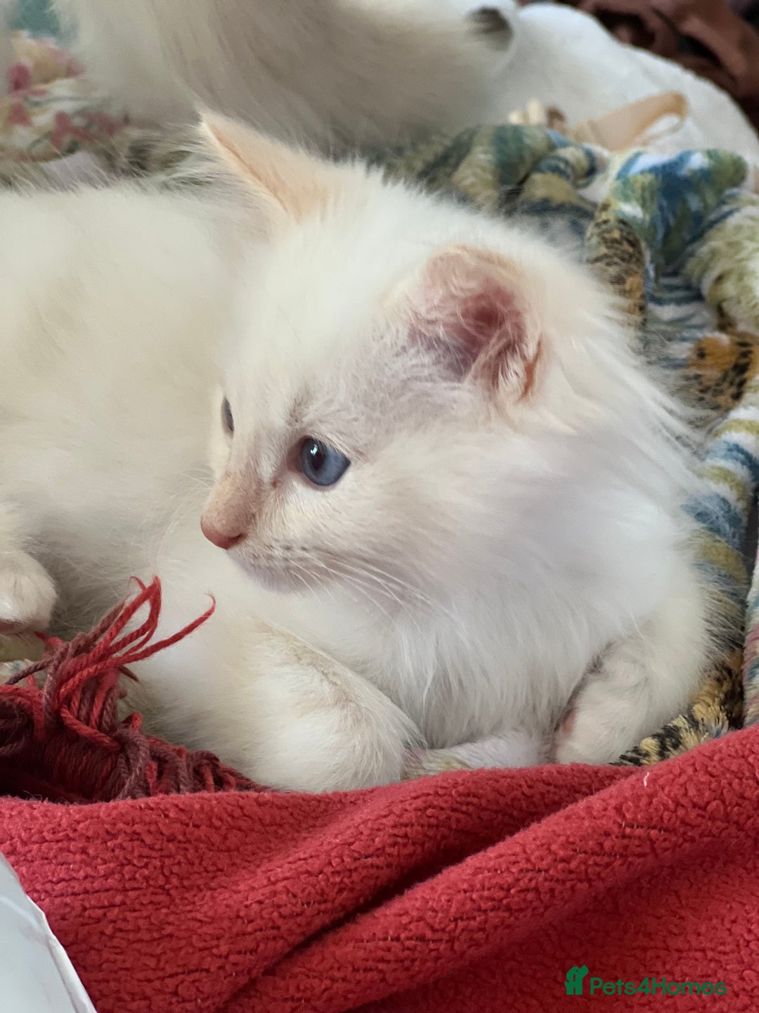 Ragdoll cats for sale: Tortie Lynx Flame Lynx pedigree Ragdolls - Image 15