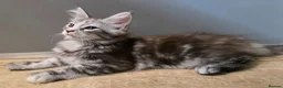 Maine Coon cats for sale: 🐾 Beautiful GCCF Registered Pedigree Kittens 🐾 - Advert 6