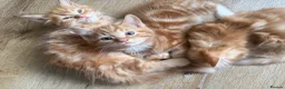 Mixed Breed cats for sale: Persian cross ginger male kittens X4! READY TO GO - Advert 5