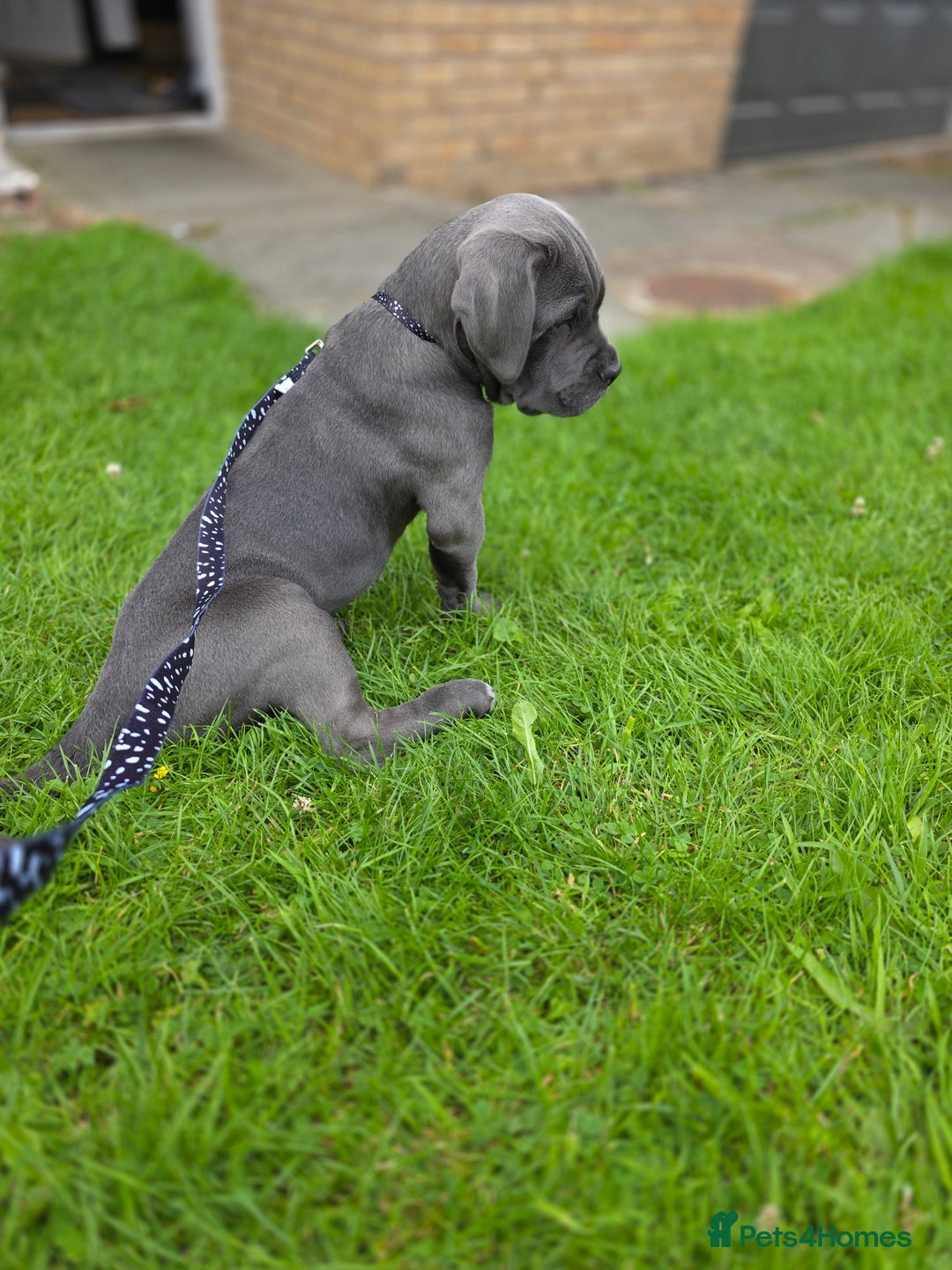 Cane Corso dogs for sale: Cane corso puppies  - Image 13