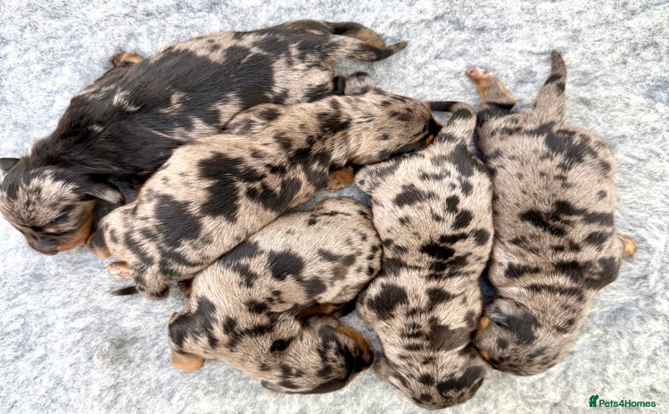 Miniature Dachshund dogs - Advert 3