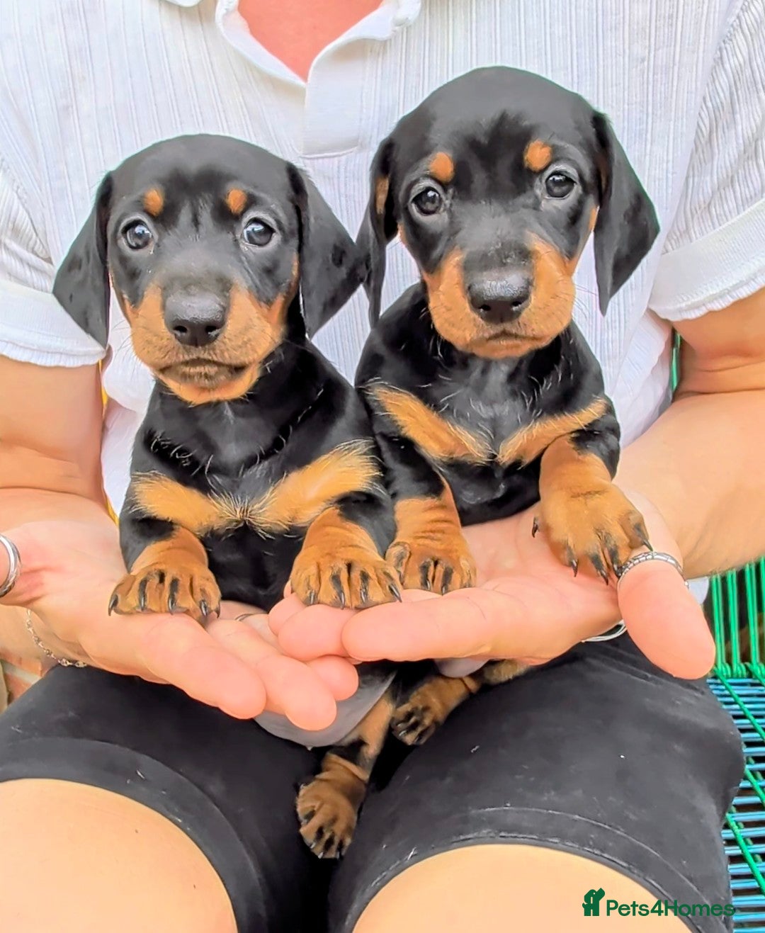 Dachshund dogs Standard well built and quality dachshund puppies  - Advert 1