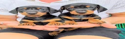 Dachshund dogs for sale: LET DOWN ON LAST PUPPY DACHSHUND  - Advert 3