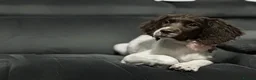 English Springer Spaniel dogs for sale: Springer spaniel 2 years old girl.  in Peterborough - Advert 6