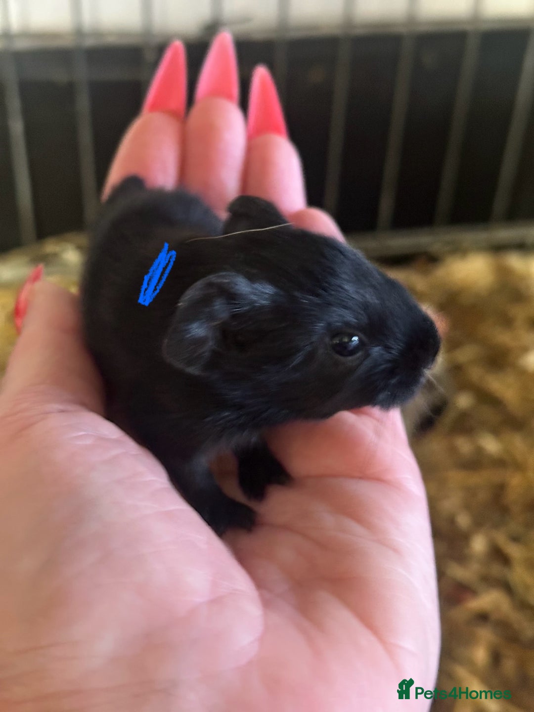 Guinea Pig rodents for sale: Gorgeous baby Guineapigs  - Image 5