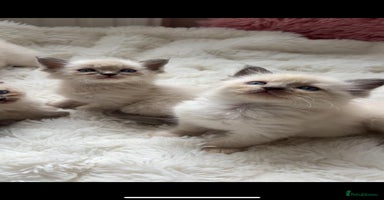 Ragdoll cats - Advert 13