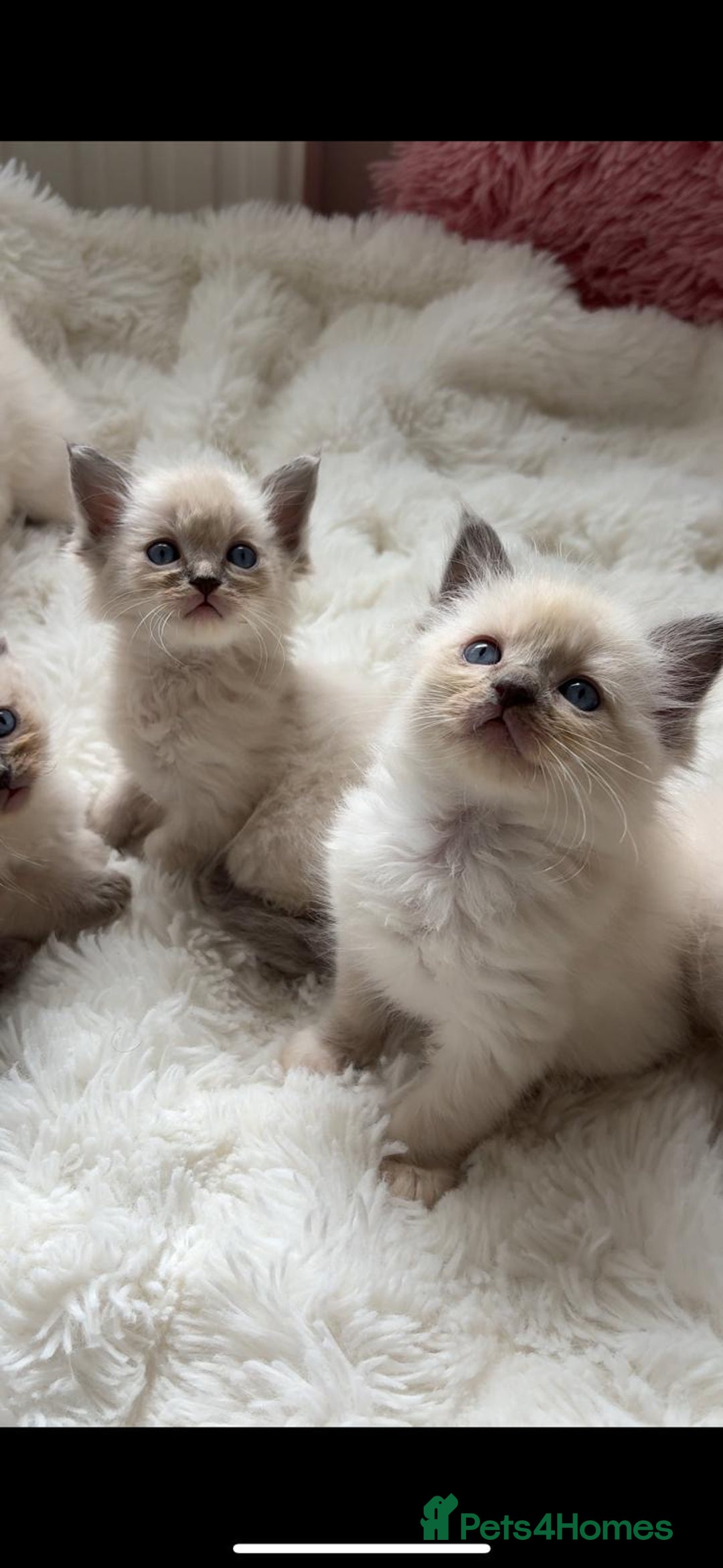 Ragdoll cats for sale: Ragdoll Blue pointed kitten Ready to go  - Image 2