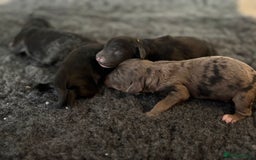 Cavapoochon dogs for sale: Rare Cavapoochons Home Raised PRA clear - Image 9