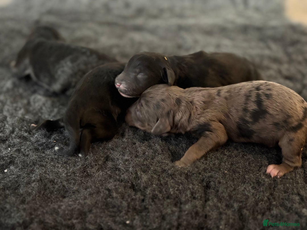 Cavapoochon dogs for sale: Rare Cavapoochons Home Raised PRA clear - Image 9