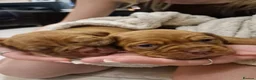 Dogue De Bordeaux dogs for sale: Absolutely beautiful dogue de bordeaux puppies  - Advert 3