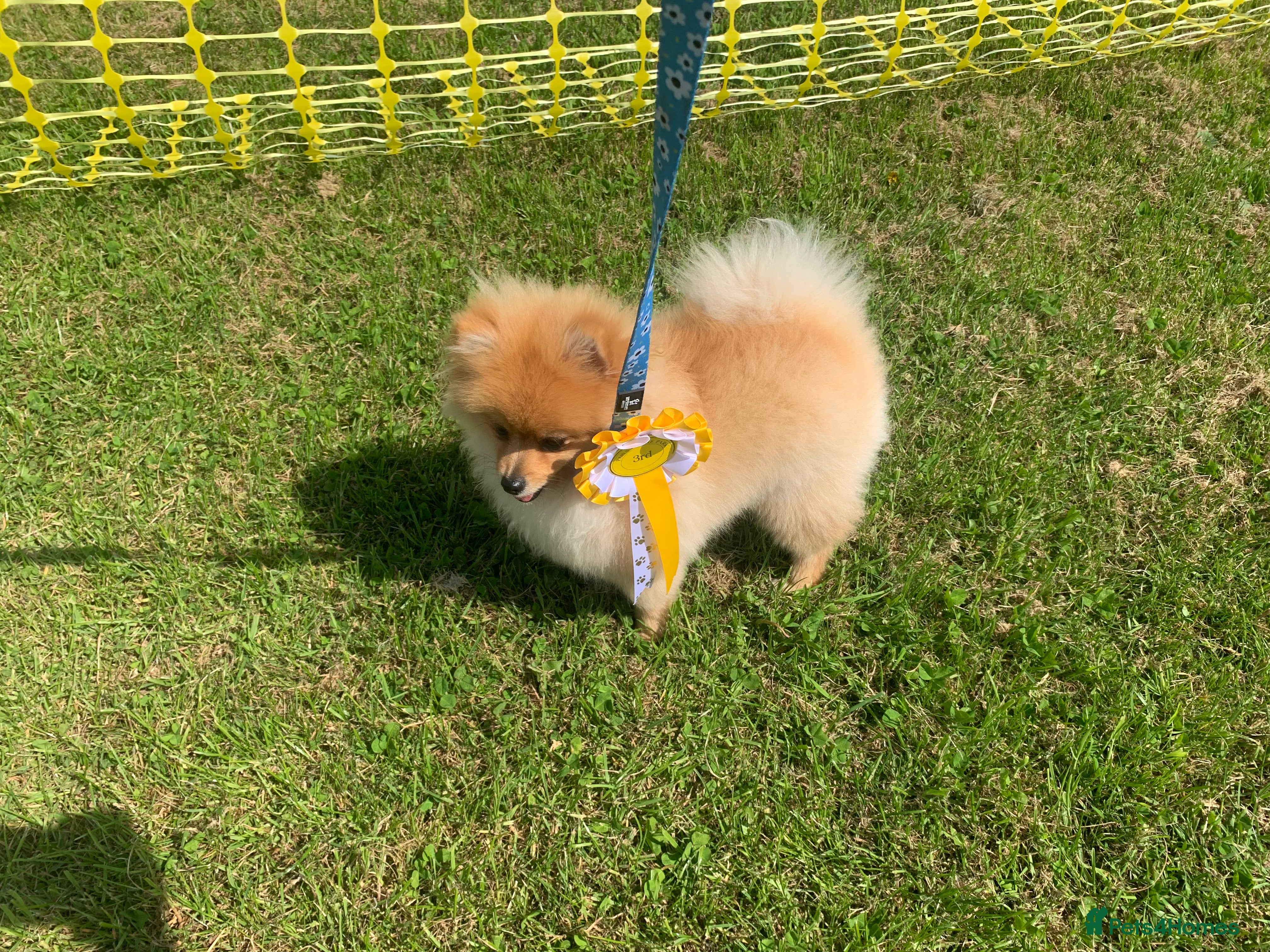 Pomeranian dogs 🌟 Stunning Pomeranian available for stud 🦊  - Advert 1