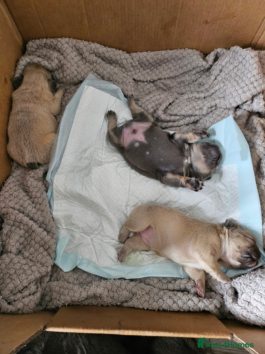 French Bulldog dogs for sale: Beautiful French Bulldog Puppies 2xF - fluffy, 1xM - Advert 12