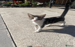 Bengal cats for sale: Gorgeous Half Bengal Female - Image 1