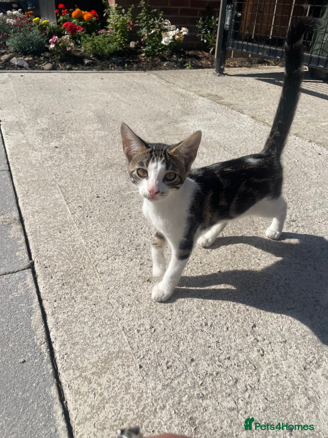 Bengal cats for sale: Gorgeous Half Bengal Female - Image 1