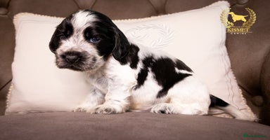 Cocker Spaniel dogs - Advert 2