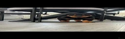 Rottweiler dogs for sale: Traditional type  KC Registered Rottweiler pups  - Advert 12