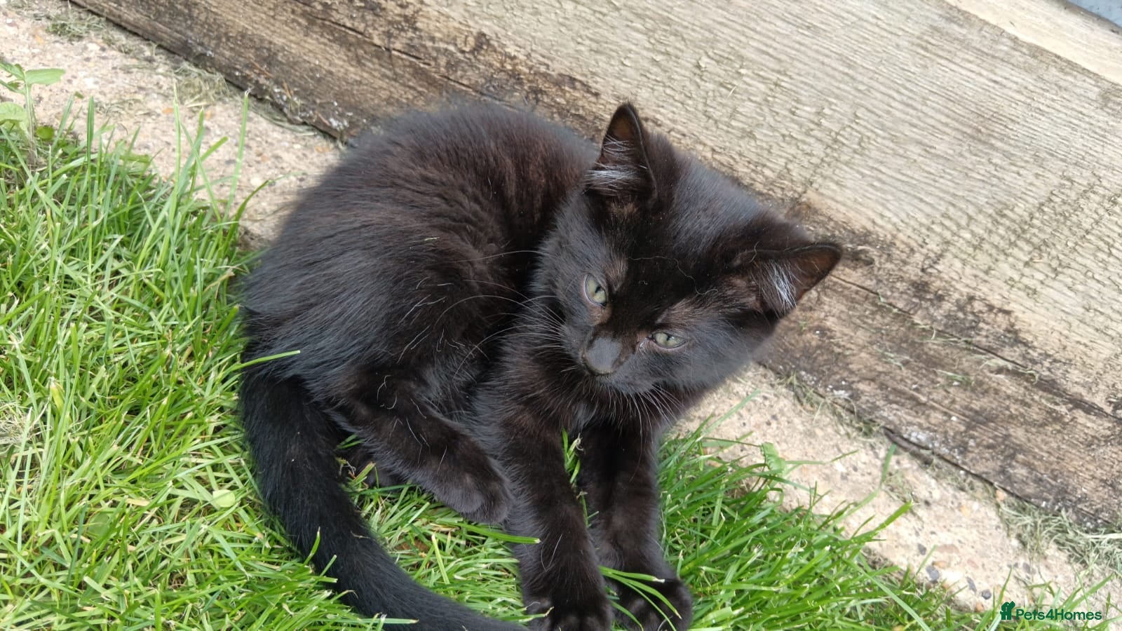 Mixed Breed cats for sale: Kittens for sale  in Peterborough - Advert 4