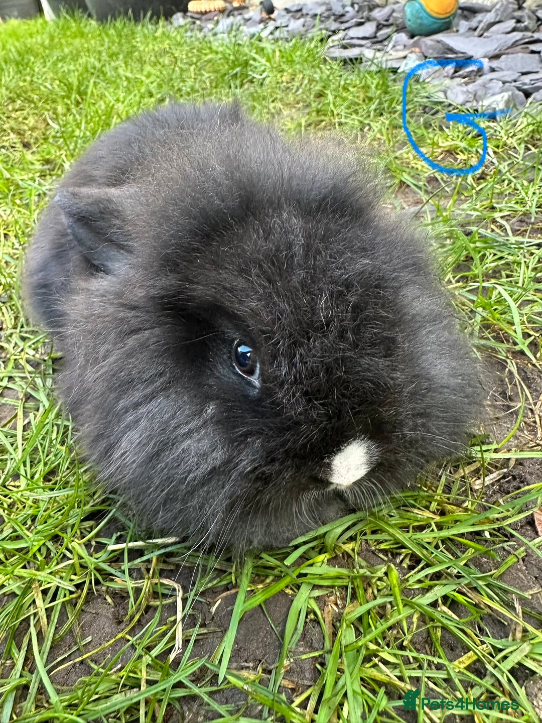 Lionhead rabbits for sale: Lionhead Rsbbits for sale  - Advert 8