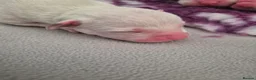 American Bulldog dogs for sale: 7 absolutely stunning puppies available  - Advert 13