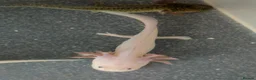 Axolotl reptiles for sale: Baby Axolotl  - Advert 10