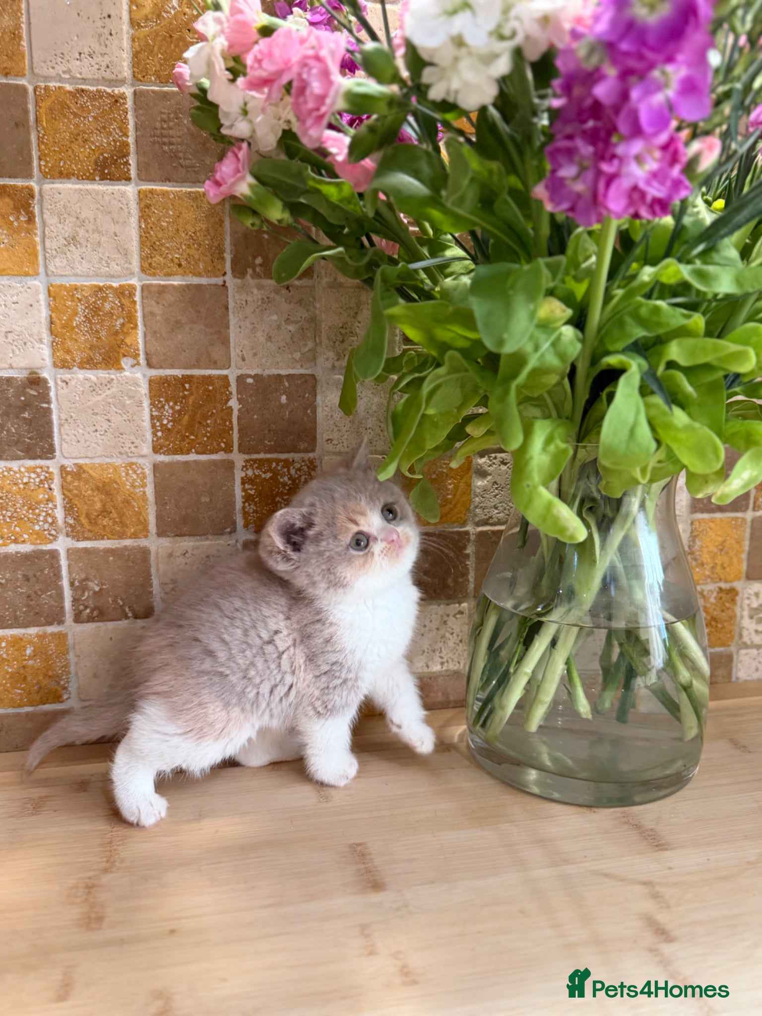British Shorthair cats Full Pedigree/Registered BSH from £995 - Advert 2