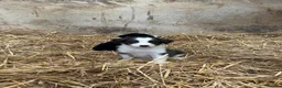 Border Collie dogs for sale: 7 collie puppies for sale  in Okehampton - Advert 23