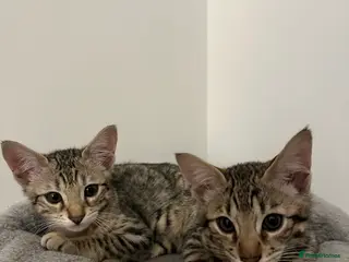 Mixed Breed cats Sepia Bengal X Savannah kittens Extremely rare - Advert 11