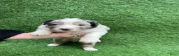 Australian Shepherd dogs for sale: Australian Shepherd Puppies  - Advert 24