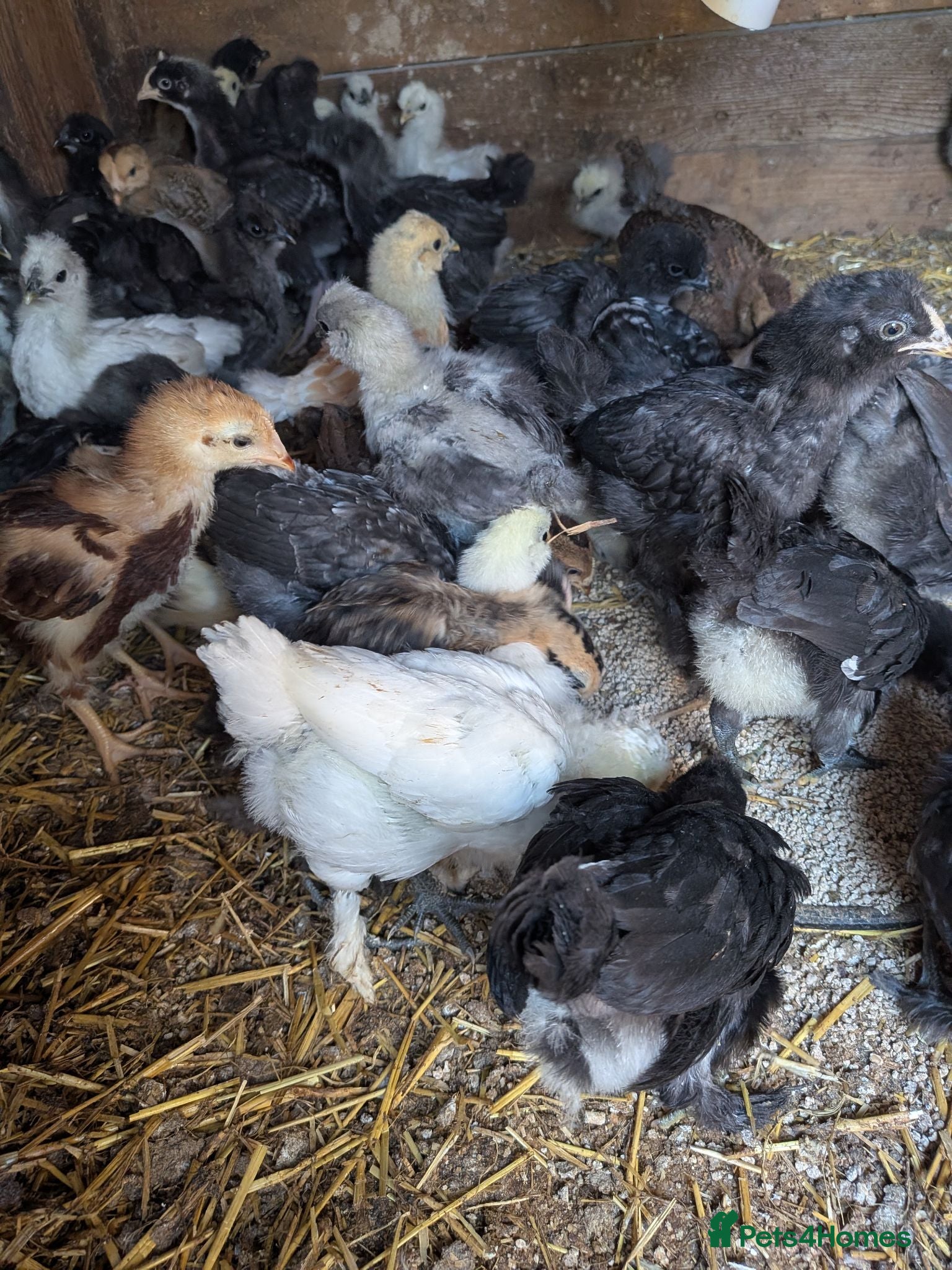 Chickens poultry Mixed silkie chicks - Advert 1