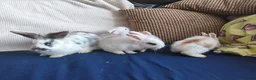 Mixed Breed rabbits for sale: CUTE FRIENDLY BUNNIES READY FOR FOREVER HOMES - Advert 5