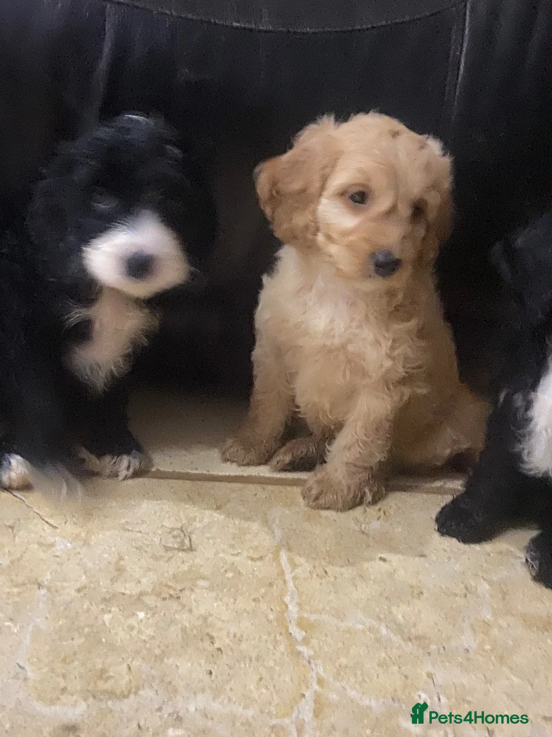 Cockapoo dogs for sale: F1  miniature Cockapoo’s  - Advert 2
