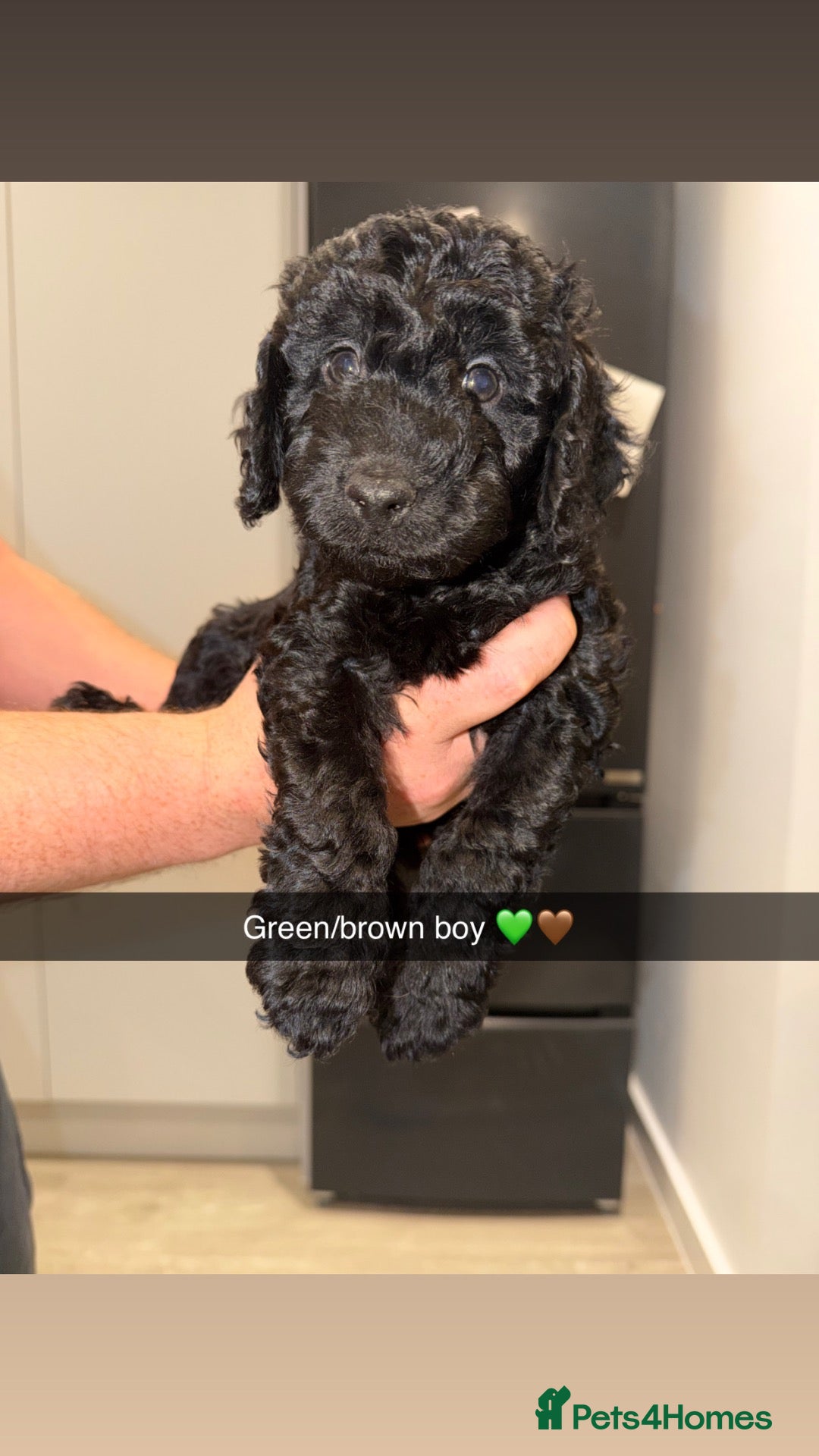 Cockapoo dogs Cockapoo pups READY NOW TWO LEFT  - Advert 4