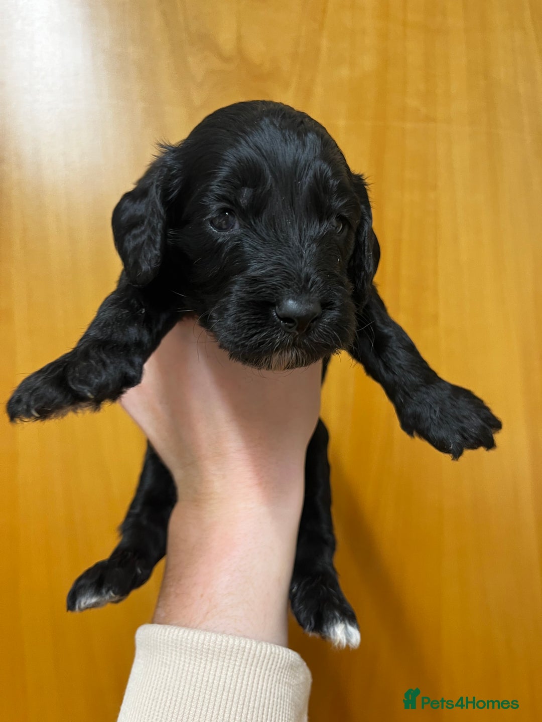 Cockapoo dogs for sale: Beautiful F1 Cockapoos For Sale  - Image 7