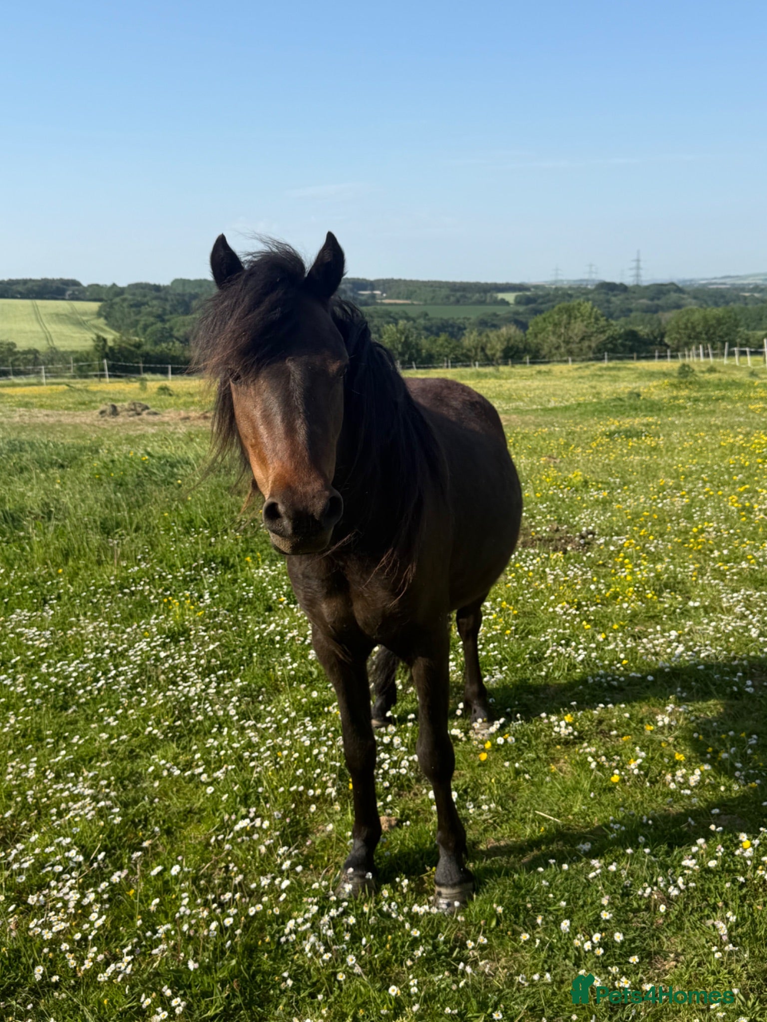 Dartmoor horses Perfect summer project - Advert 4