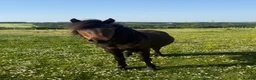 Dartmoor horses for sale: Perfect summer project in Wadebridge - Advert 1