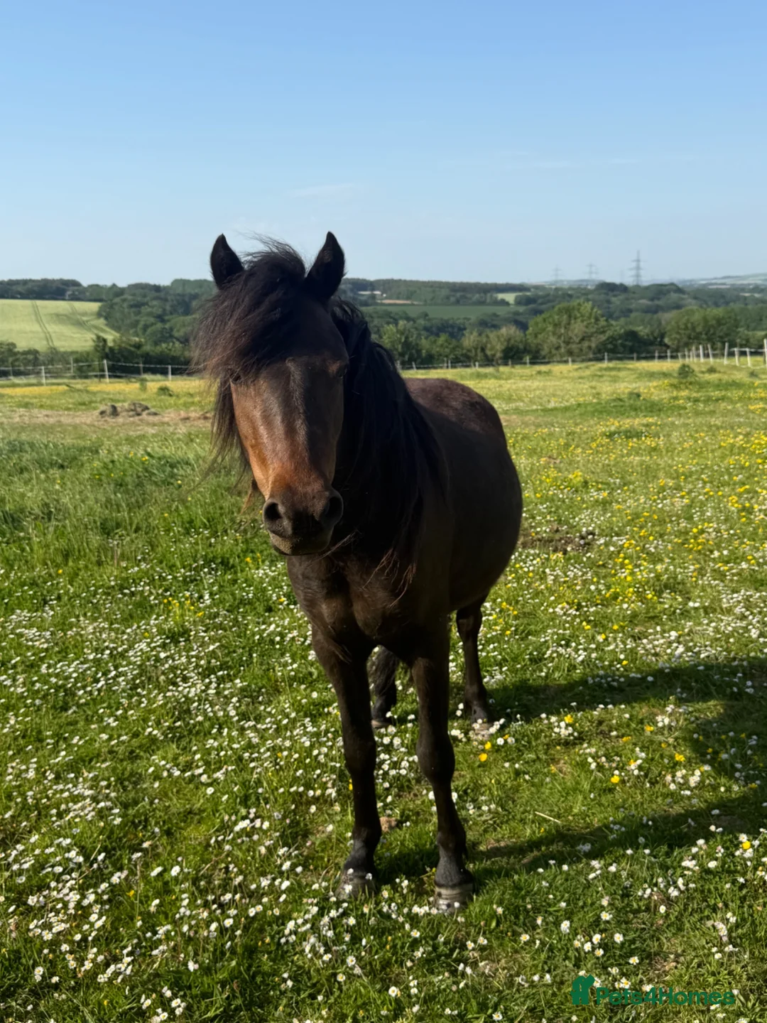 Dartmoor horses for sale: Perfect summer project in Wadebridge - Advert 1