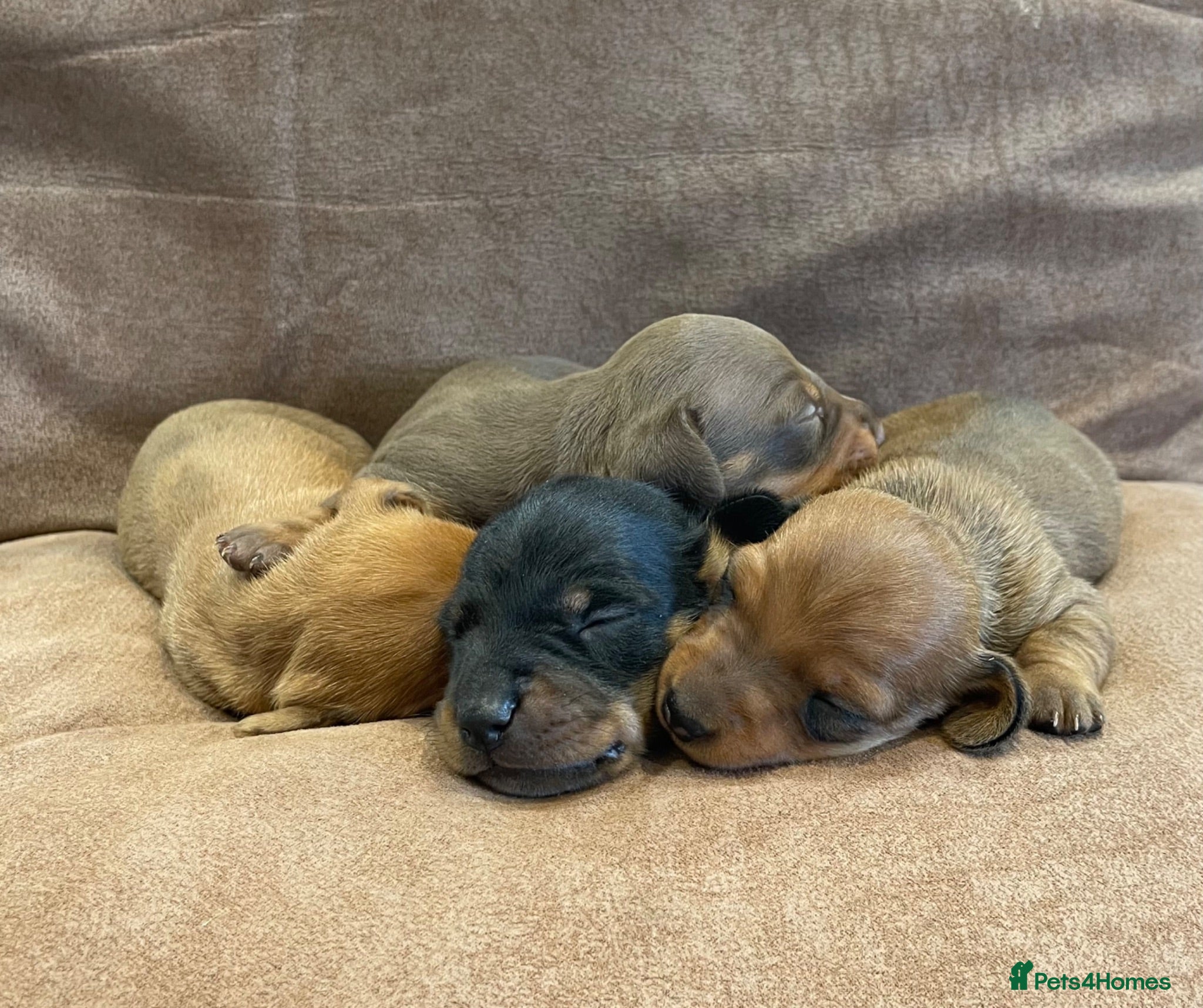 Miniature Dachshund dogs Beautiful Miniature Dachshund Puppies for Sale - Advert 2