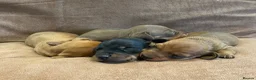 Miniature Dachshund dogs for sale: Beautiful Miniature Dachshund Puppies for Sale - Advert 2