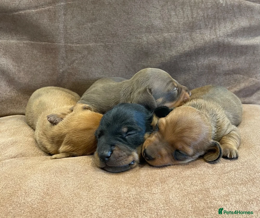 Miniature Dachshund dogs for sale: Beautiful Miniature Dachshund Puppies for Sale - Advert 2