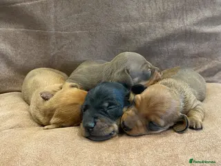 Miniature Dachshund dogs Beautiful Miniature Dachshund Puppies for Sale - Advert 2