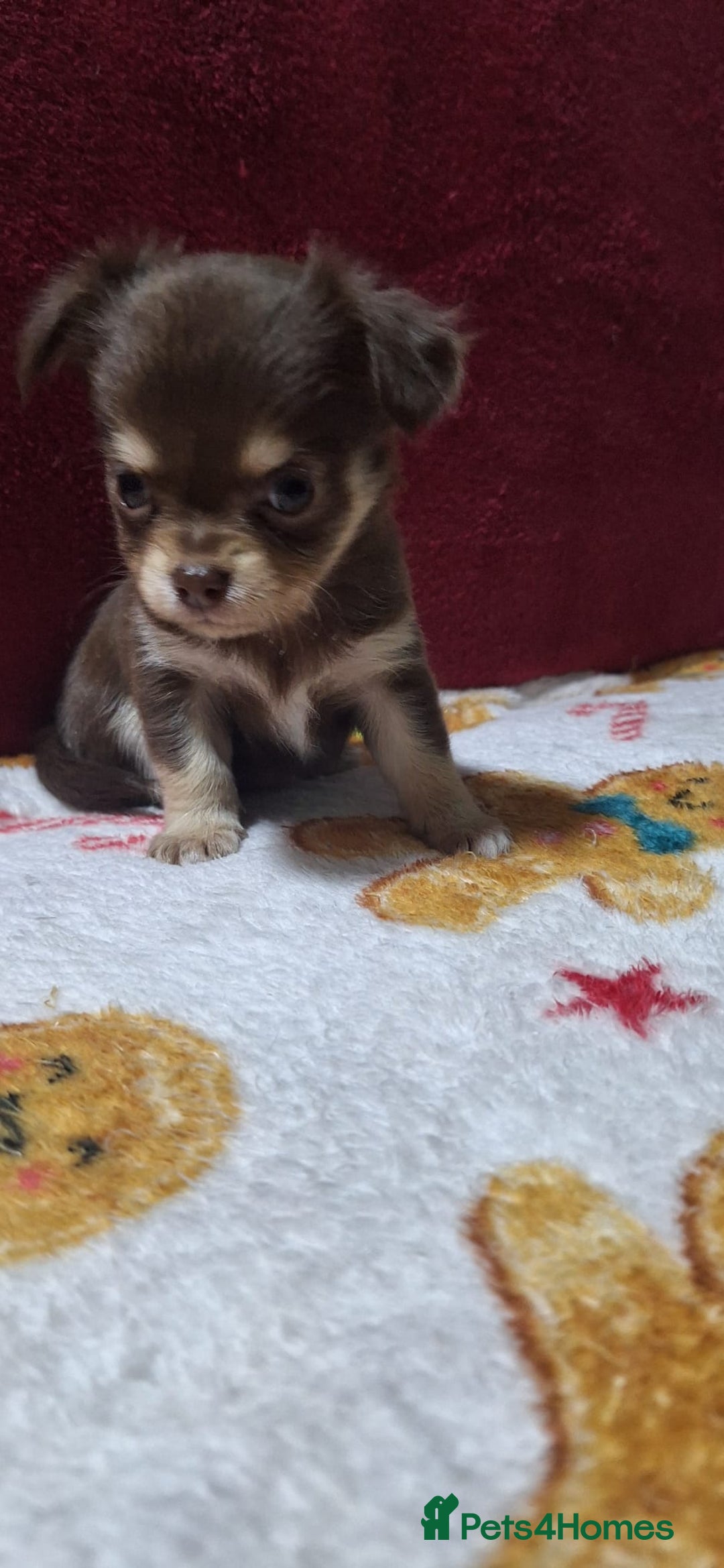 Chihuahua dogs for sale: Stunning Chihuahua Puppies  - Advert 10