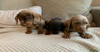 Dachshund dogs - Advert 14